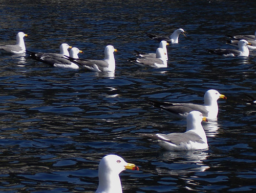 gulls2