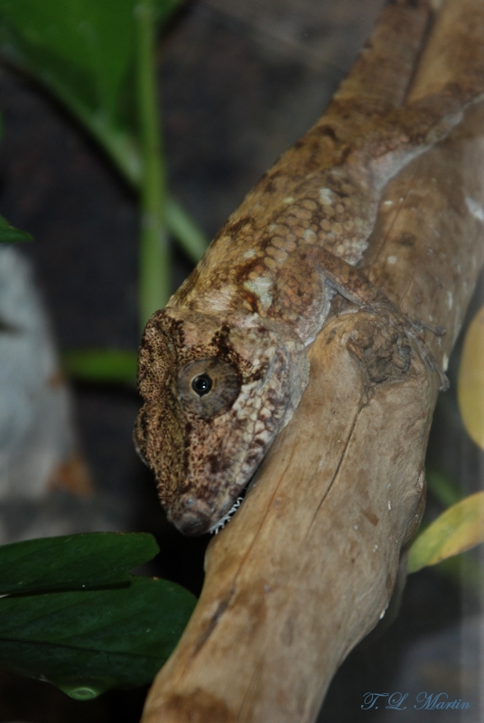Cuban False Chameleon | Cuban False Chameleon (Chamaeleolis … | Flickr
