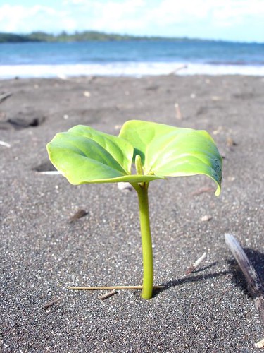green plant in black sand