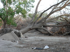 Blown Over Tree 2005-10-08