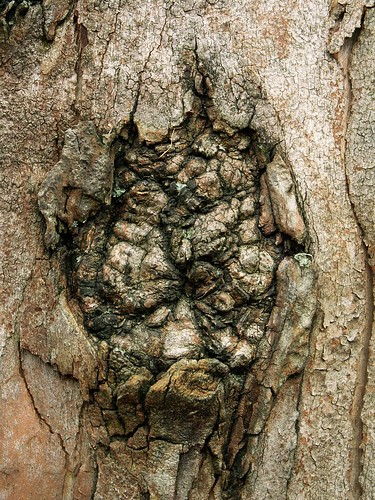 Lisboa - tree knot 1