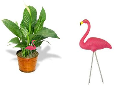 houseplant flamingo