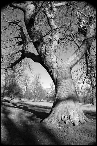black and white tree photos. Black amp; White Tree
