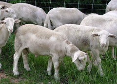 Nice lambs
