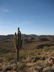 Lonely cactus