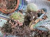 Repotting Cactus and Succulent