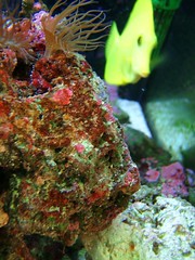 red rocks and yellow tang