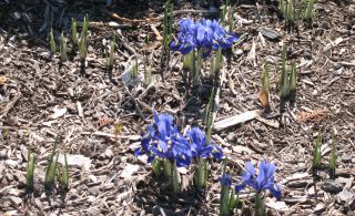 IMG_2966 iris reticulata
