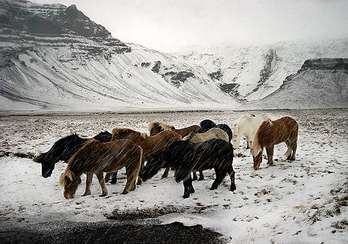 Horses in a snow storm by davidarnar. Interesting: Recent