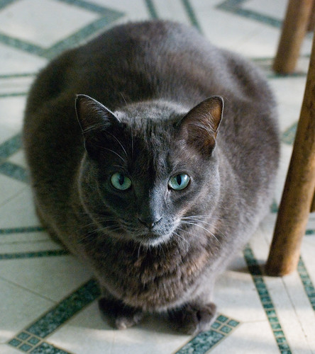 Gray, the cat--1