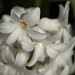 Hyacinth: March 22nd