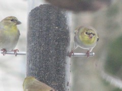 crooning goldfinch