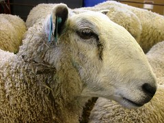 Bluefaced Leicester Ewe