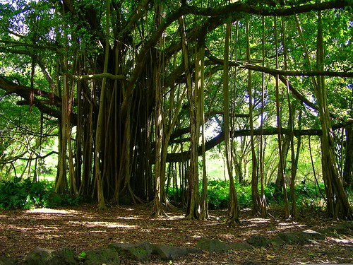 Hawaii Tree