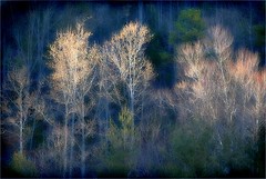 Morning Light: Winter Woods
