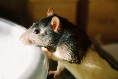 Rat In Mi Kitchen
