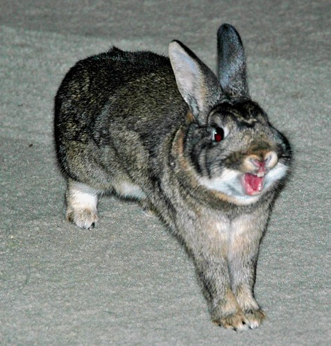 funny bunny. A Very Funny Bunny Rabbit