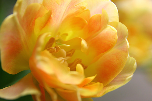 Tulip Orange Lady