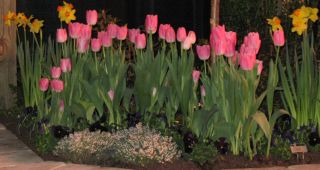 IMG_2522 pink tulips
