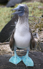 Blue-footed Booby 1