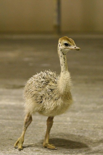ostrich baby
