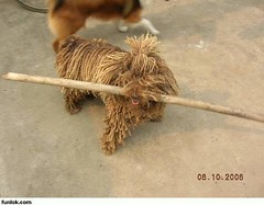 mop dog 03