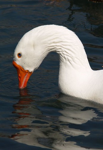 Water Off a Ducks Nose