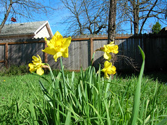 Random Daffodils
