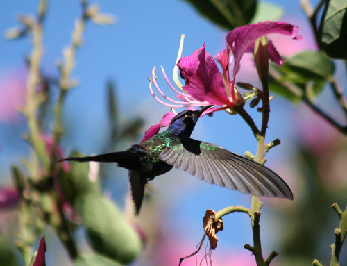 Beija-flor Tesoura ao lado de Uma Pata-de-vaca (Bauhinia variegata) - Swallow-tailed Hummingbird beside a Purple orchid tree 6 353 - 9