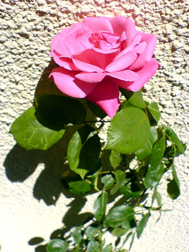 Rose on the wall