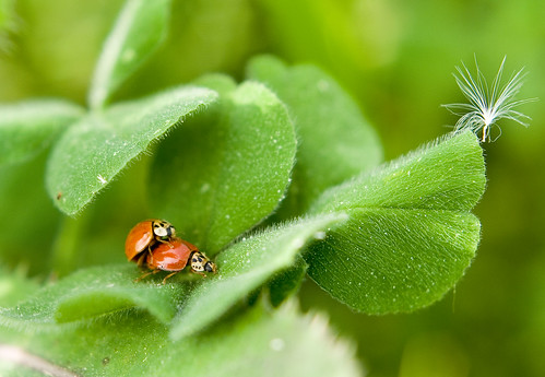 Ladybugs Doing It