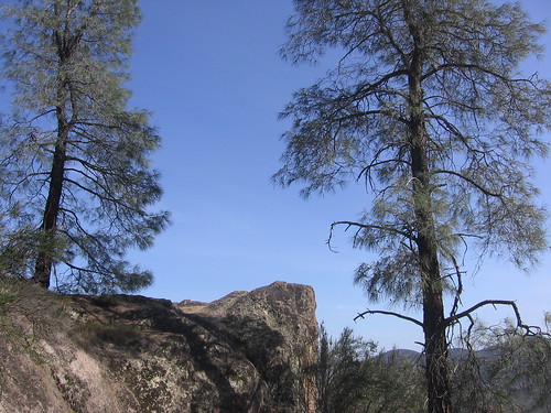 Always nice trees at the Pinnacles