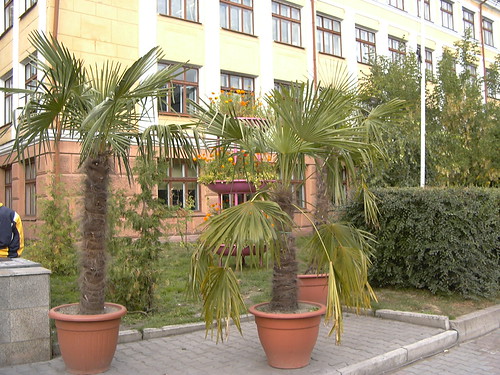 Krasnoyarsk's summer palm trees ©  zhaffsky