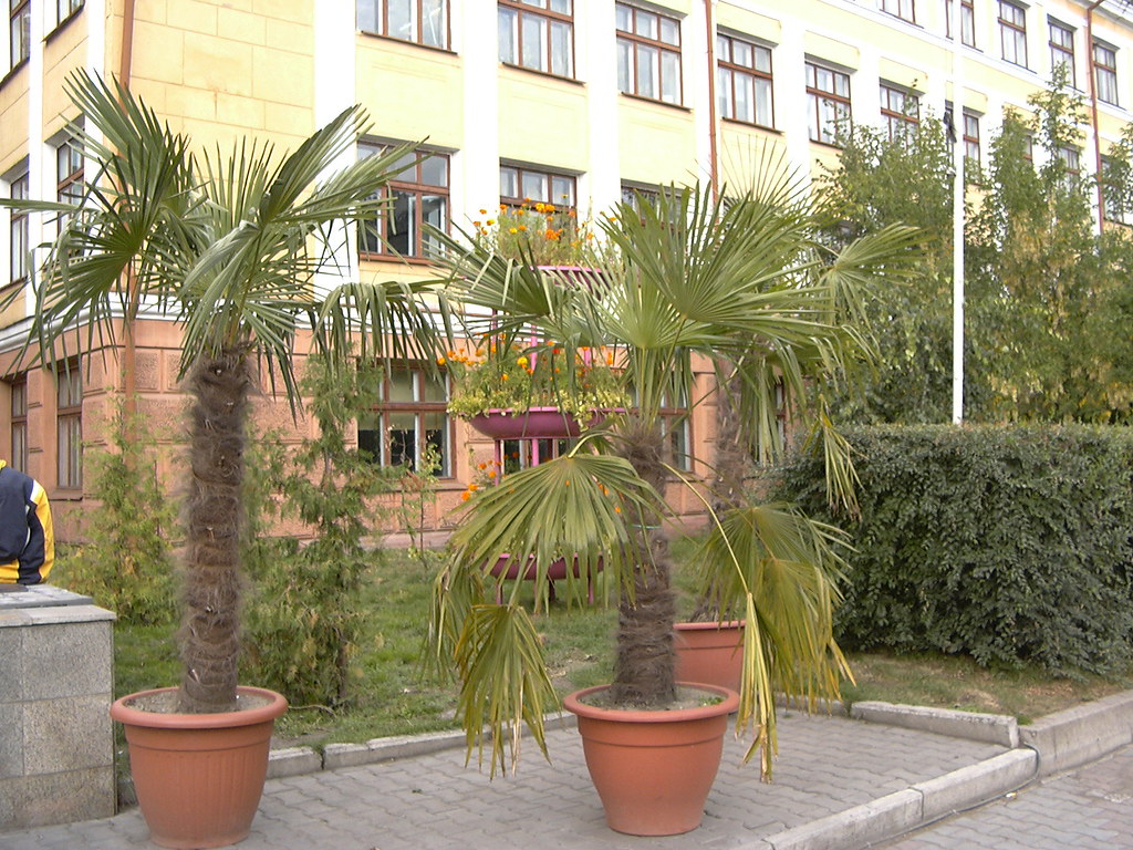 : Krasnoyarsk's summer palm trees