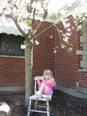 Lorelei under cherry tree