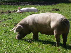have you seen the little piggies 010