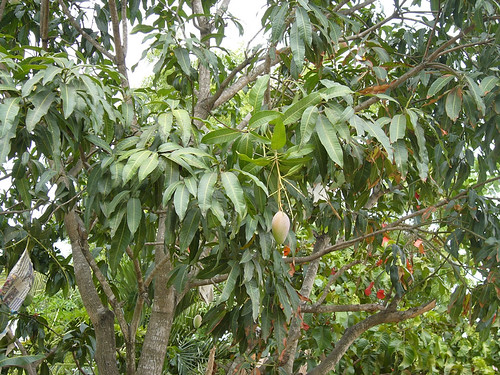 サムイ島-Mango tree-king0001