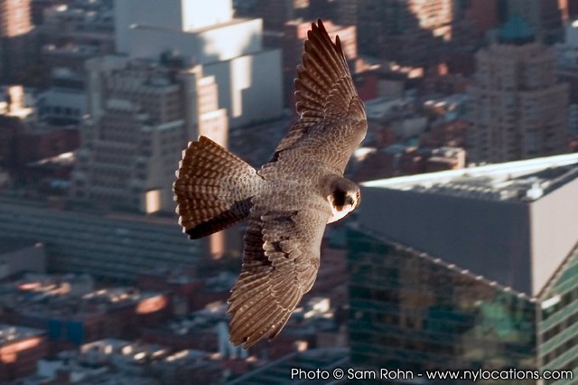 peregrine falcon :: empire state building photo