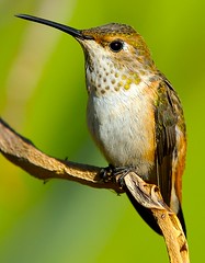 Hummingbird Portrait 7