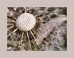 Dandelion Seedhead - by pictoscribe