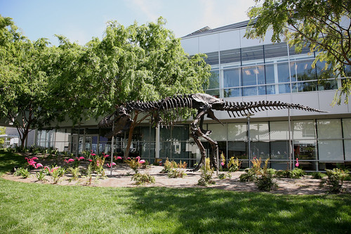 Google T-Rex Skeleton