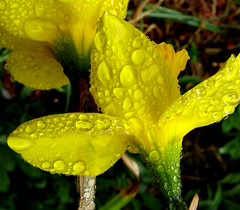 Daffodil & Rain Drops by photoholic1, on Flickr