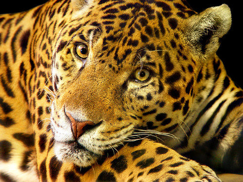 jaguar animal pictures. Daimler the jaguar | Flickr