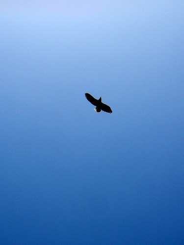 Eagle Overhead