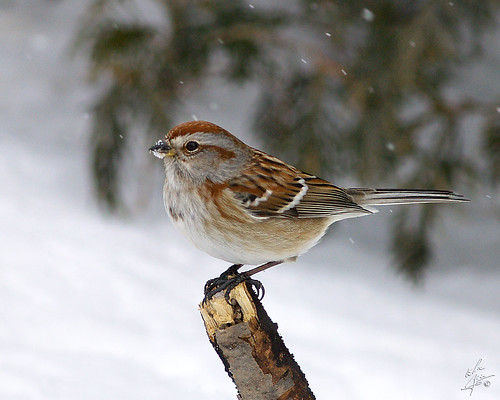 Bruant Hudsonien / American Tree Sparrow