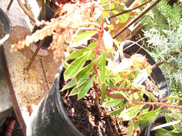 Pieris japonica variegata