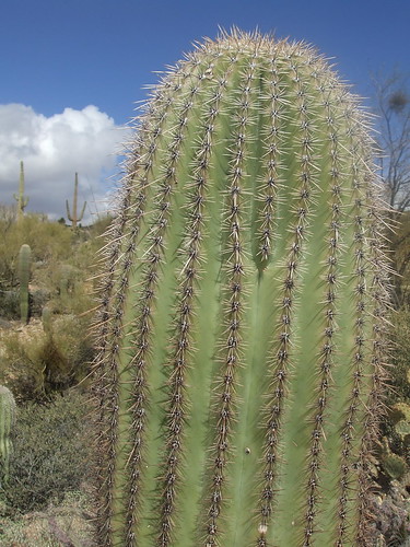 bristly cactus