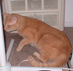 Abby gets up from in front of the heater