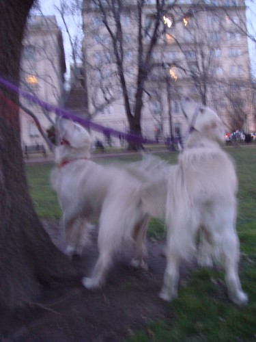 Frisket and Sailor Tree a Squirrel
