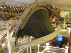 business end of a baleen whale